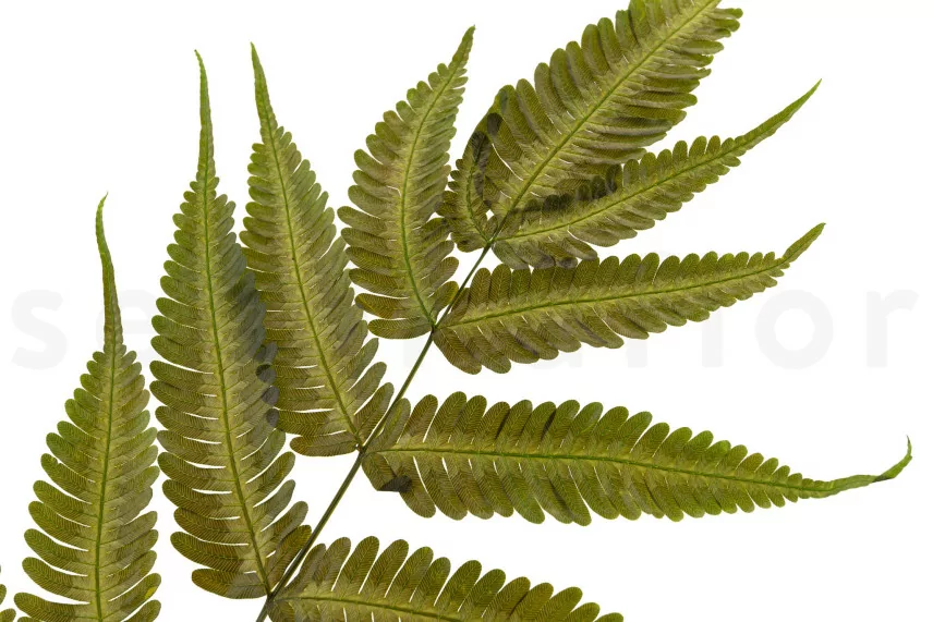 Foug&egrave;re Argyrea stabilis&eacute;e (x6)
