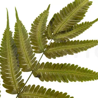 Helecho Argyrea preservado (x6)