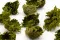 Club Moss preservado 3
