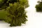 Club Moss stabilizzato 2