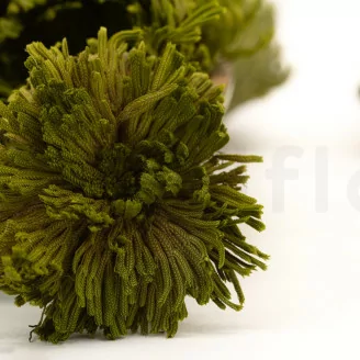 Club Moss stabilis&eacute;e
