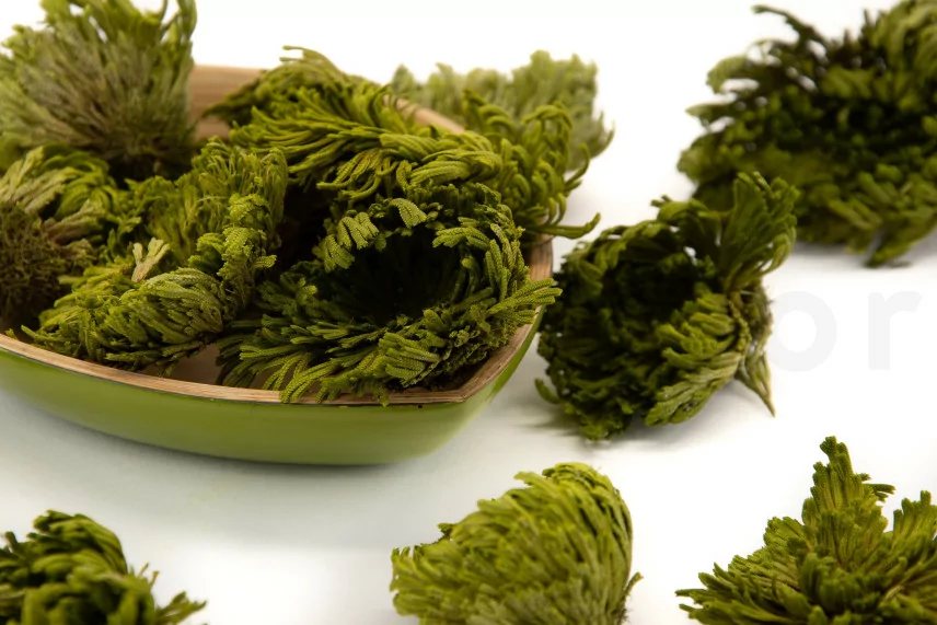 Preserved Club Moss
