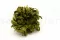 Preserved Club Moss 5