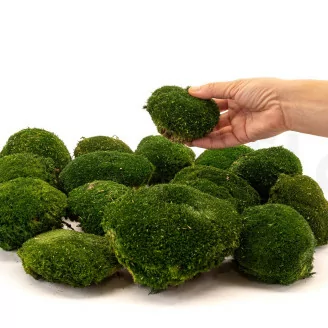 Muschio a Sfera stabilizzato Nature Green (Scatola)