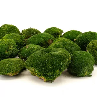Muschio a Sfera stabilizzato Nature Green (Scatola)