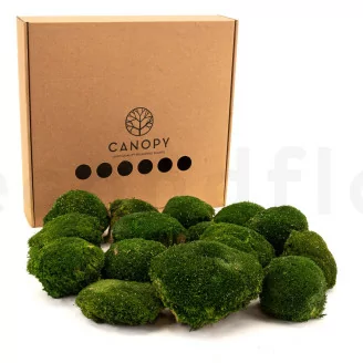 Muschio a Sfera stabilizzato Nature Green (Scatola)