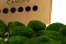 Musgo Bola preservado Nature Green (Caja) 6