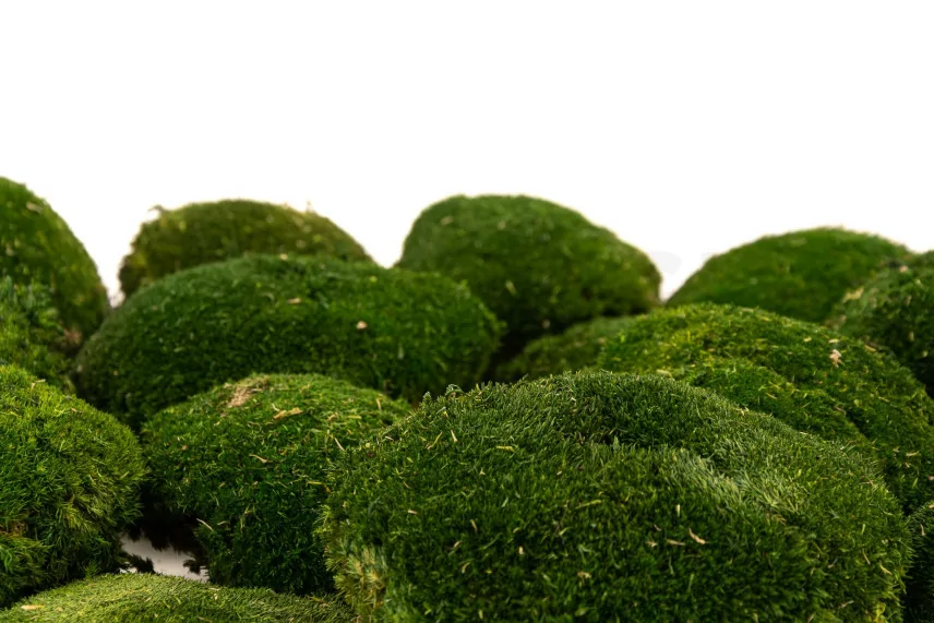 Musgo Bola preservado Nature Green (Caja)