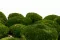 Konservierte Kugelmoos Nature Green (Box) 1