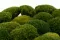 Mini Mousse Boule stabilis&eacute;e Nature Green (Bo&icirc;te) 6
