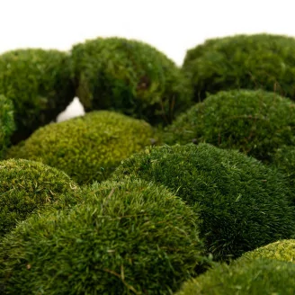 Mini Muschio a sfera stabilizzato Nature Green (Scatola)