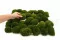Mini Musgo Bola preservado Nature Green (Caja) 7