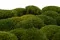 Mini Mousse Boule stabilis&eacute;e Nature Green (Bo&icirc;te) 9