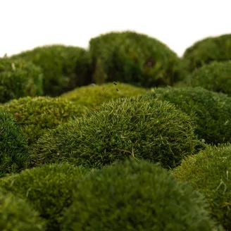 Mini Muschio a sfera stabilizzato Nature Green (Scatola)