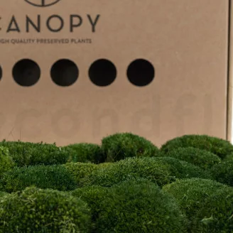 Preserved Mini Ball Moss Nature Green (Box)