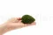 Mini Mousse Boule stabilis&eacute;e Nature Green (Bo&icirc;te) 10