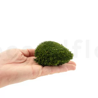 Mini Mousse Boule stabilis&eacute;e Nature Green (Bo&icirc;te)