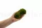 Mini Muschio a sfera stabilizzato Nature Green (Scatola) 4