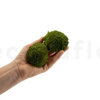 Mini Muschio a sfera stabilizzato Nature Green (Scatola)