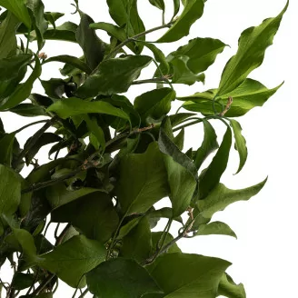 Edera stabilizzata