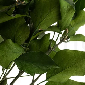 Preserved Ivy