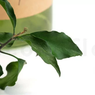 Preserved Ivy