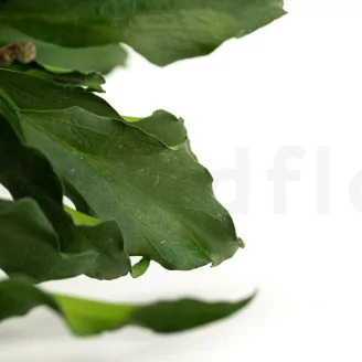 Preserved Ivy