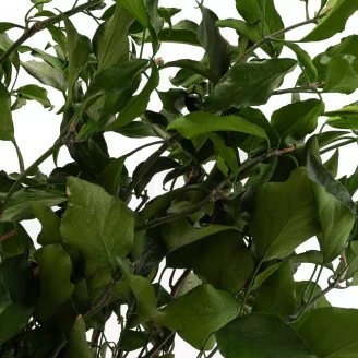 Preserved Ivy
