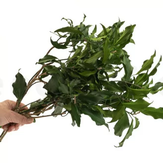 Preserved Ivy