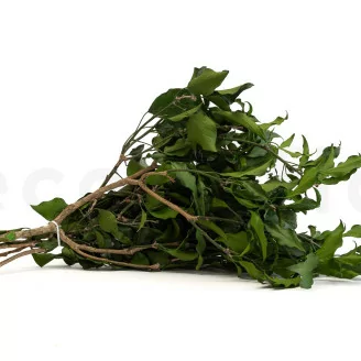 Preserved Ivy