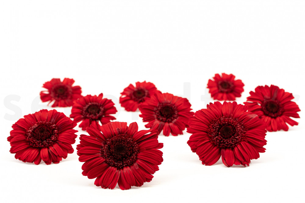 Gerbera Stabilized - Box of 9 - Red