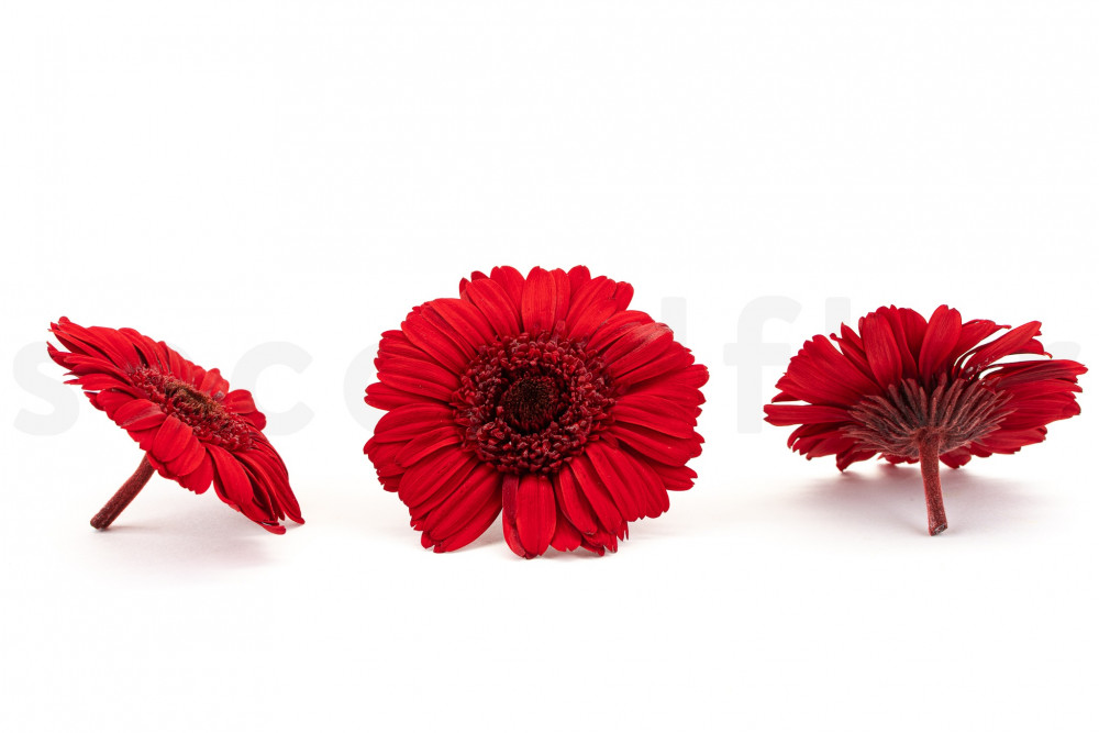 Gerbera Stabilized - Box of 9 - Red