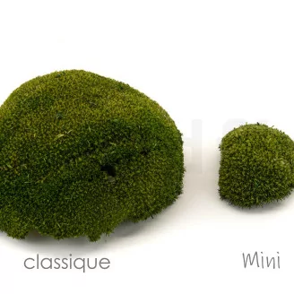Mini Muschio a sfera stabilizzato Nature Green (Scatola)