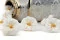 Rosa Silvestre preservada Blanco (x12) 9