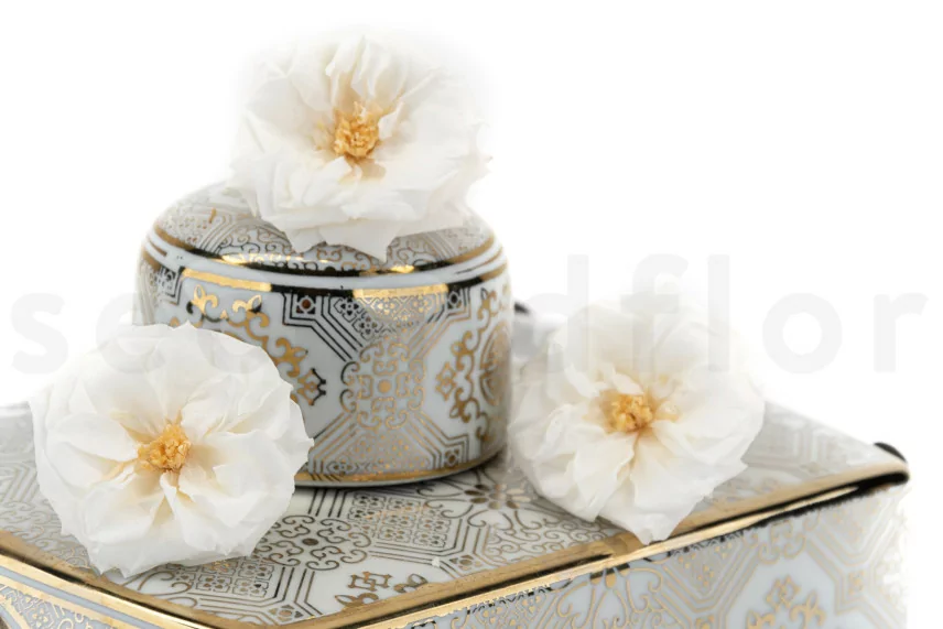 Rose Sauvage stabilis&eacute;e Blanc (x12)