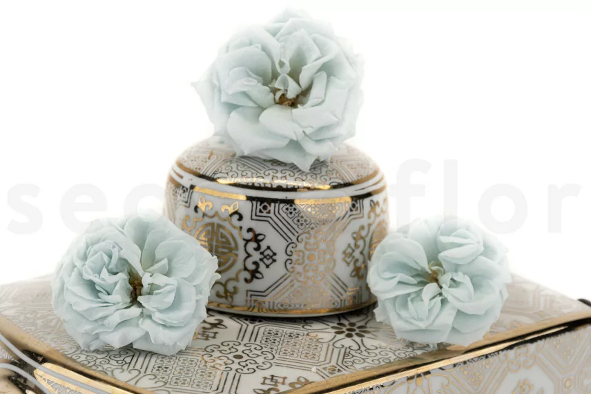 Rose Sauvage stabilis&eacute;e Bleu (x12)