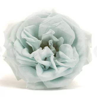 Rosa Selvatica stabilizzata Blu (x12)