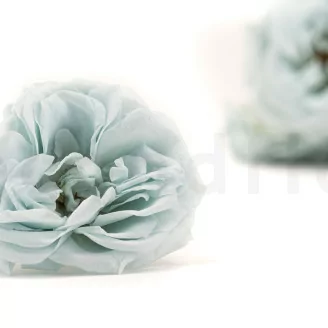 Preserved Wild Rose Blue (x12)