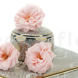 Rose Sauvage stabilis&eacute;e Rose (x12)