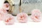 Preserved Wild Rose Pink (x12) 8