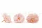 Preserved Wild Rose Pink (x12) 4