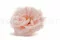 Rose Sauvage stabilis&eacute;e Rose (x12) 9