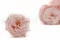 Preserved Wild Rose Pink (x12) 5