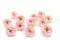 Rose Sauvage stabilis&eacute;e Rose (x12) 2