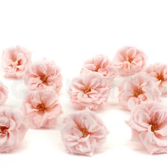 Preserved Wild Rose Pink (x12)