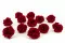 Rosa Selvatica stabilizzata Rosso (x12) 2