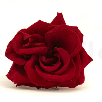 Konservierte Wildrosa Rot (x12)