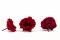 Preserved Wild Rose Red (x12) 4