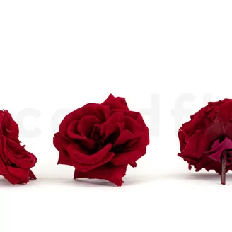 Preserved Wild Rose Red (x12)