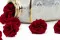Rosa Selvatica stabilizzata Rosso (x12) 9